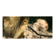 León africano lonas