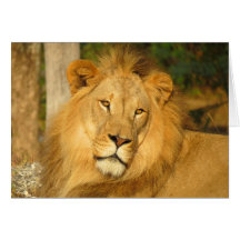 León africano tarjeta