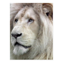 León blanco tarjeta postal