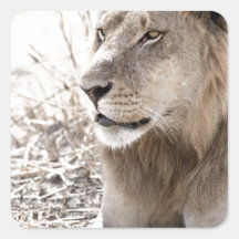León Colcomanias Cuadradas