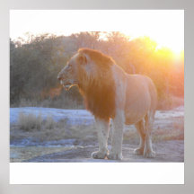 León con salida del sol posters