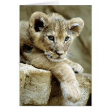 León Cub lindo Felicitacion