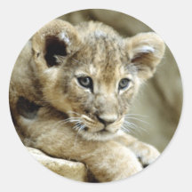 León Cub lindo Pegatina