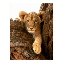 León Cub Postal