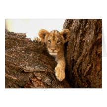 León Cub Tarjeta