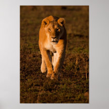 León de acecho poster