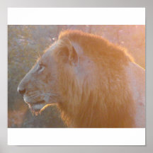 León en el amanecer impresiones