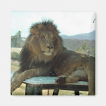 León en el imán del coche