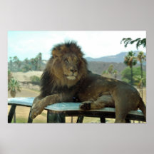 León en el poster del coche