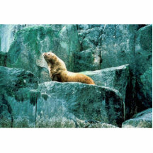 León marino de Steller Escultura Fotográfica