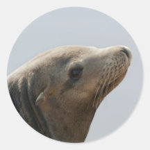 León marino pegatinas  