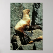León marino y perrito de Steller Poster