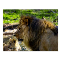 León masculino dejado la postal