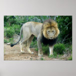 León masculino en Addo Poster