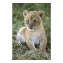 León, Panthera africanos leo), Tanzania, Fotografías