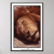 León - parque nacional Tanzania de Serengeti Poster