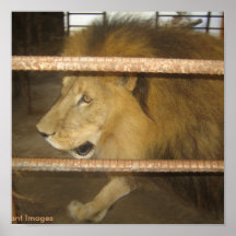 León salvaje en poster del mascota de la naturalez
