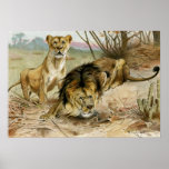 León y leona posters