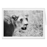 Leona en Serengeti Tarjeton
