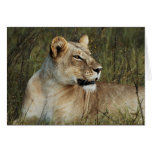 Leona - tarjetas de felicitación del safari de la 