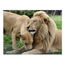 Leones del amante postales