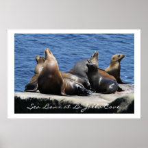 Leones marinos de la ensenada de La Jolla Posters