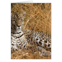 Leopad - Karula e hijo femeninos Tarjetón
