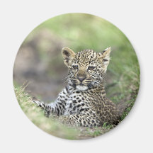 Leopard Baby Kühlschrankmagnete