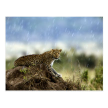 Leopard Postkarte