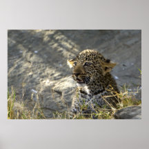 Leopardo bebé 2 posters