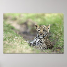Leopardo bebé impresiones