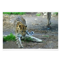 Leopardo de Amur Anuncio Personalizado