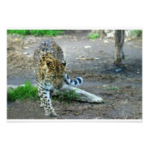 Leopardo de Amur Comunicados Personales