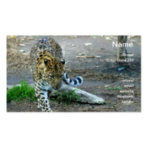 Leopardo de Amur Tarjetas De Visita