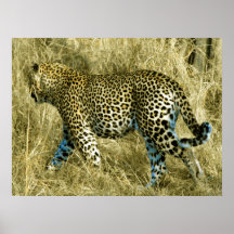 Leopardo de las arenas de Sabi Posters