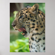 Leopardo después del baño posters