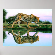 Leopardo en el agua posters