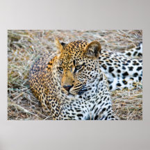 Leopardo en el parque nacional de Kruger, Suráfric Impresiones