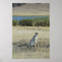 Leopardo en el poster de Tanzania