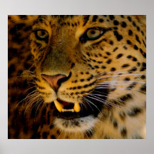 Leopardo Impresiones