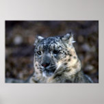 Leopardo-invierno-cierre-para arriba de la nieve poster