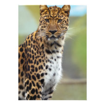 Leopardo Invitación Personalizada