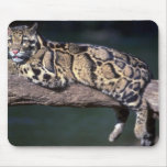 Leopardo nublado en registro tapete de raton