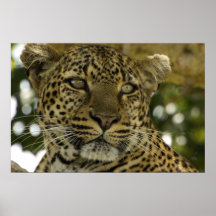 Leopardo Portrait Impresiones