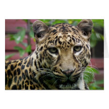 Leopardo Tarjetas