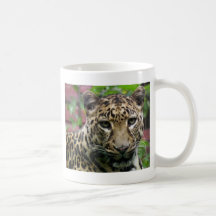 Leopardo Taza