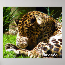 Leopardo tímido impresiones