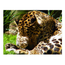 Leopardo tímido tarjetas postales