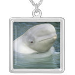 Leucas de la ballena, del Delphinapterus de la bel Collares