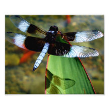libélula 8x10 con Blue Wings y con la sombra Arte Con Fotos